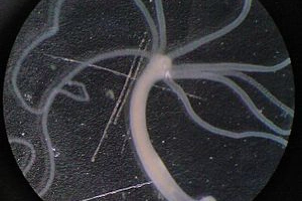 Kraken onion link